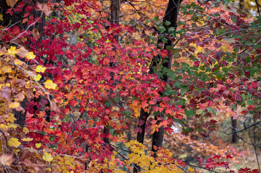 Reserve East Coast Wheel Testing with Neko Mulally